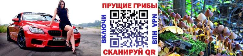 Галлюциногенные грибы Psilocybe  сайты даркнета какой сайт  Глазов 